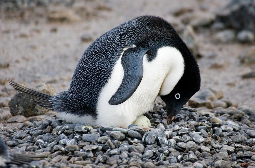 Adélie penguin sitting on a nest