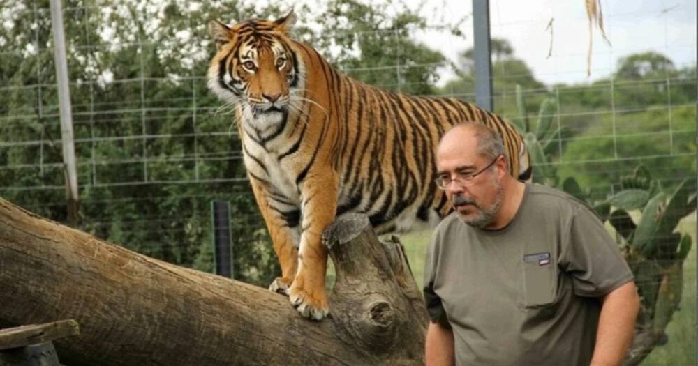 Sheba the tiger's owner was caught on attacking a photographer on video