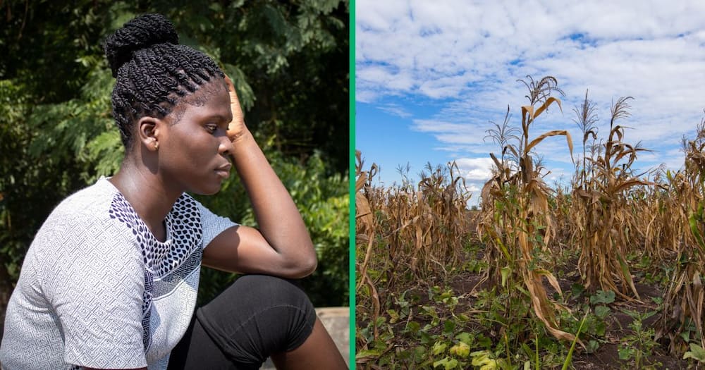 El Niño jeopardised Zimbabwe's food production