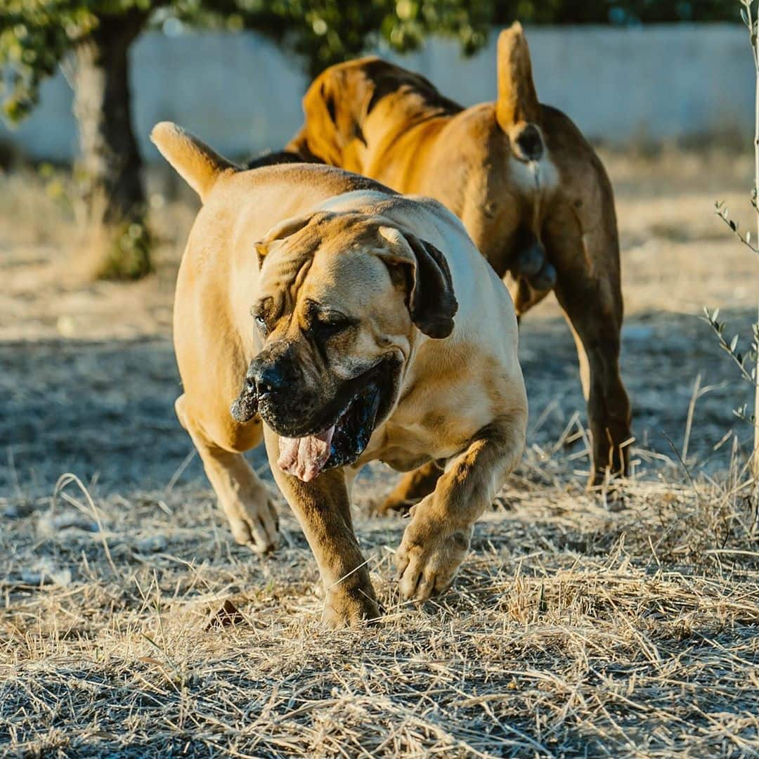 South African Boerboel: reasons why every homeowner should buy this dog