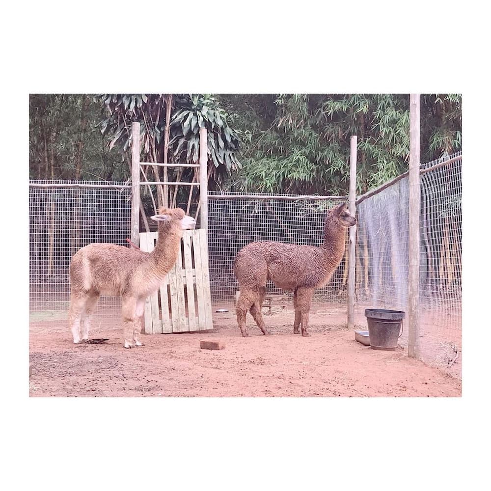 Durban alpacas