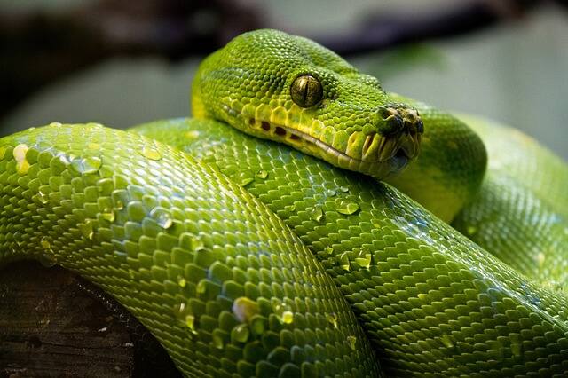 All Snakes Of South Africa Poisonous And Harmless 2022 Briefly co za