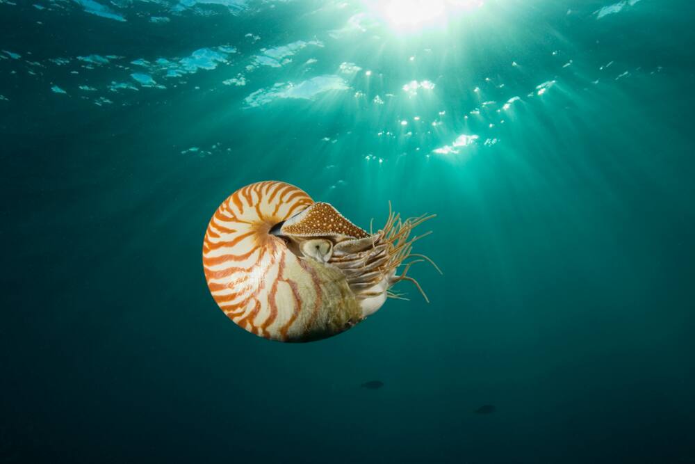 Nautilus in the deep ocean