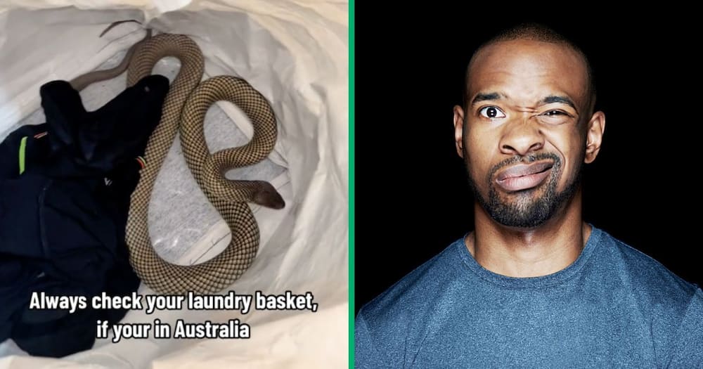 A king brown snake in laundry and a man in disbelief