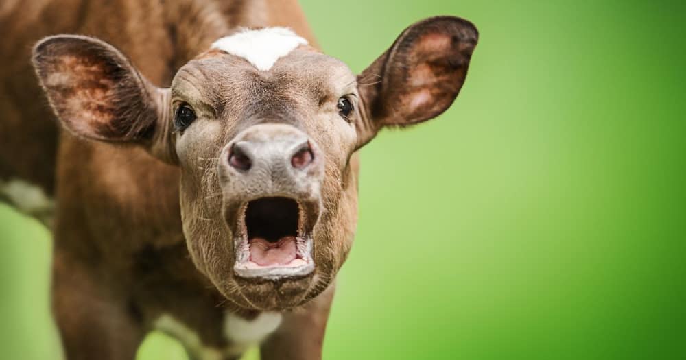A funny image of a mooing cow