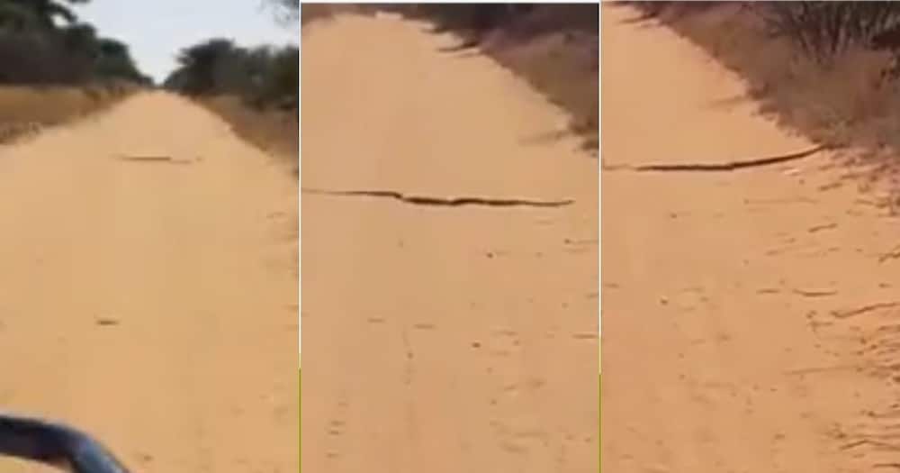 Another Terrified, Farm Girl, Shares Video, Meeting, Giant Snake