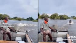 Hippo chases down speedboat while man remains calm in viral TikTok