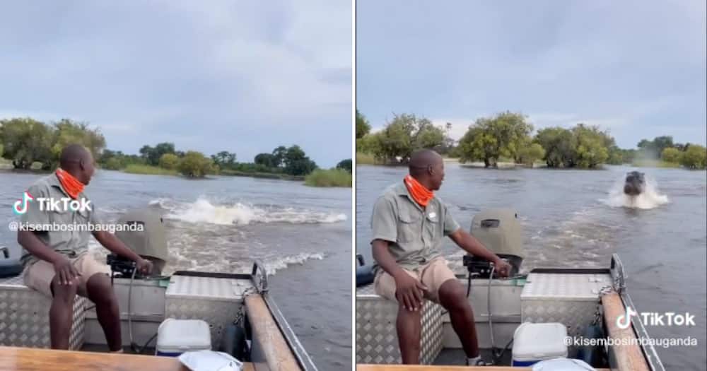 Viral TikTok of hippo chasing speedboat