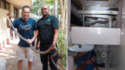 Snake rescuer Nick Evans saves 2.5m black mamba stuck in a wall, Mzansi peeps astonished at the size
