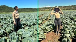 Young entrepreneur goes viral for thriving cabbage business, Mzansi is impressed