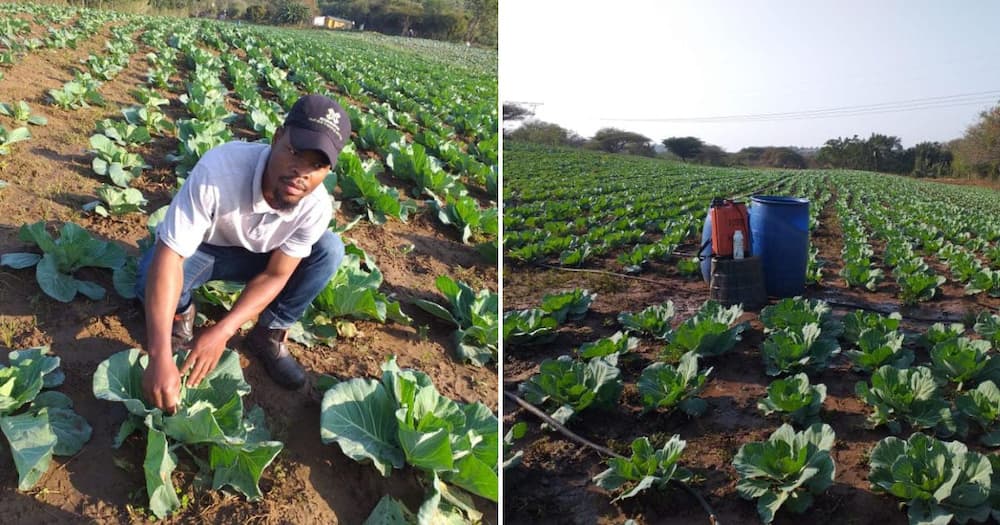 Man farming cabbages