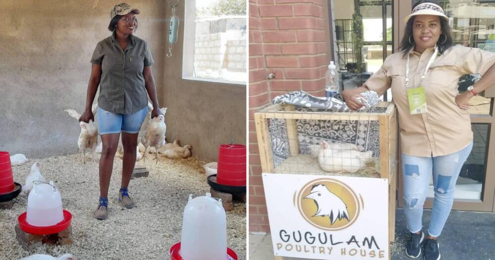 Domestic Worker, poultry farmer, gauteng, agriculture, business, entrepreneurship, chicken farming