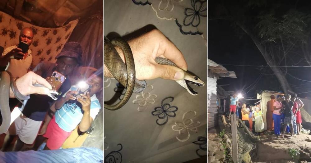Snake catcher Nick Evans has rescued an uninvited guest in a shack roof. Image: Facebook