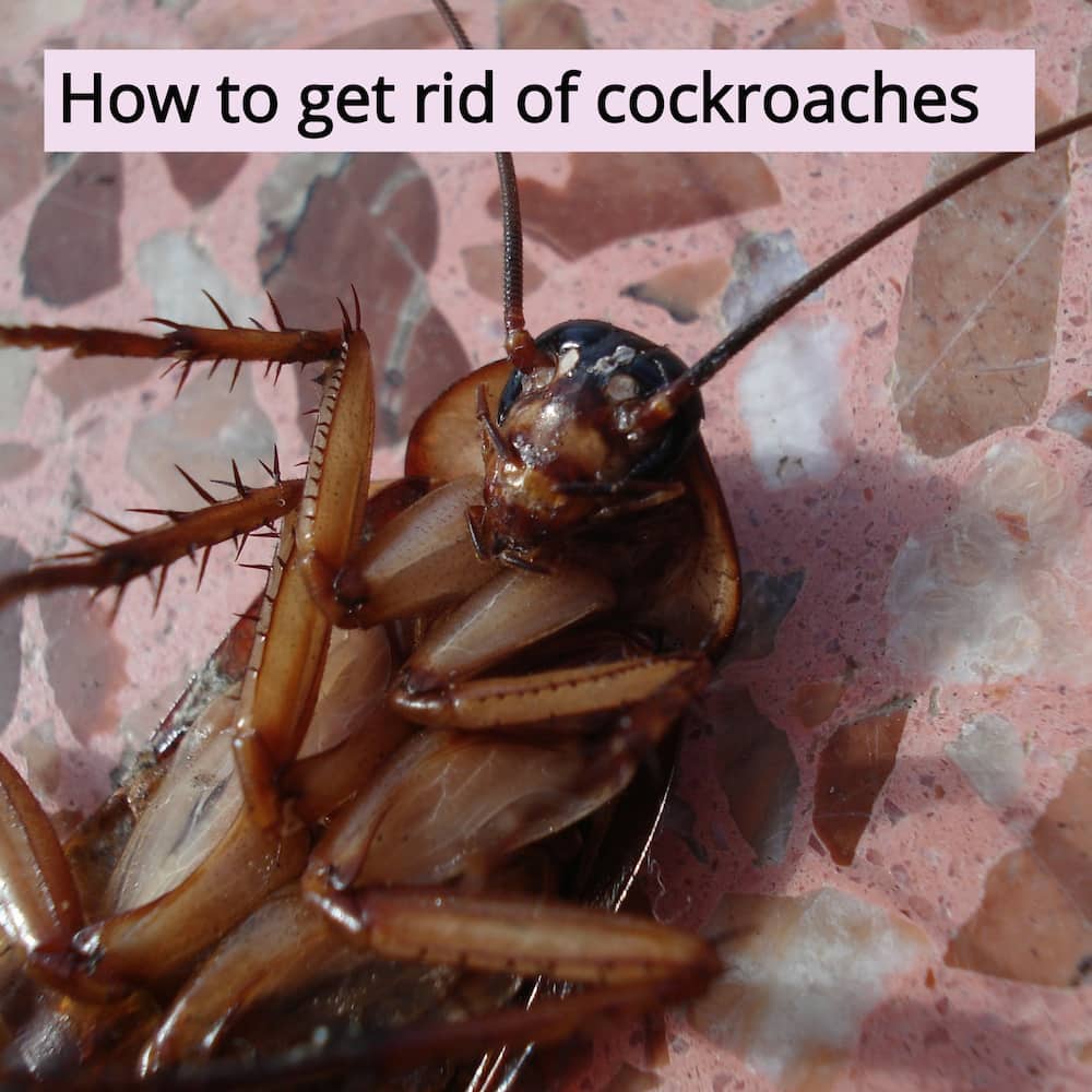 How to get rid of cockroaches at home