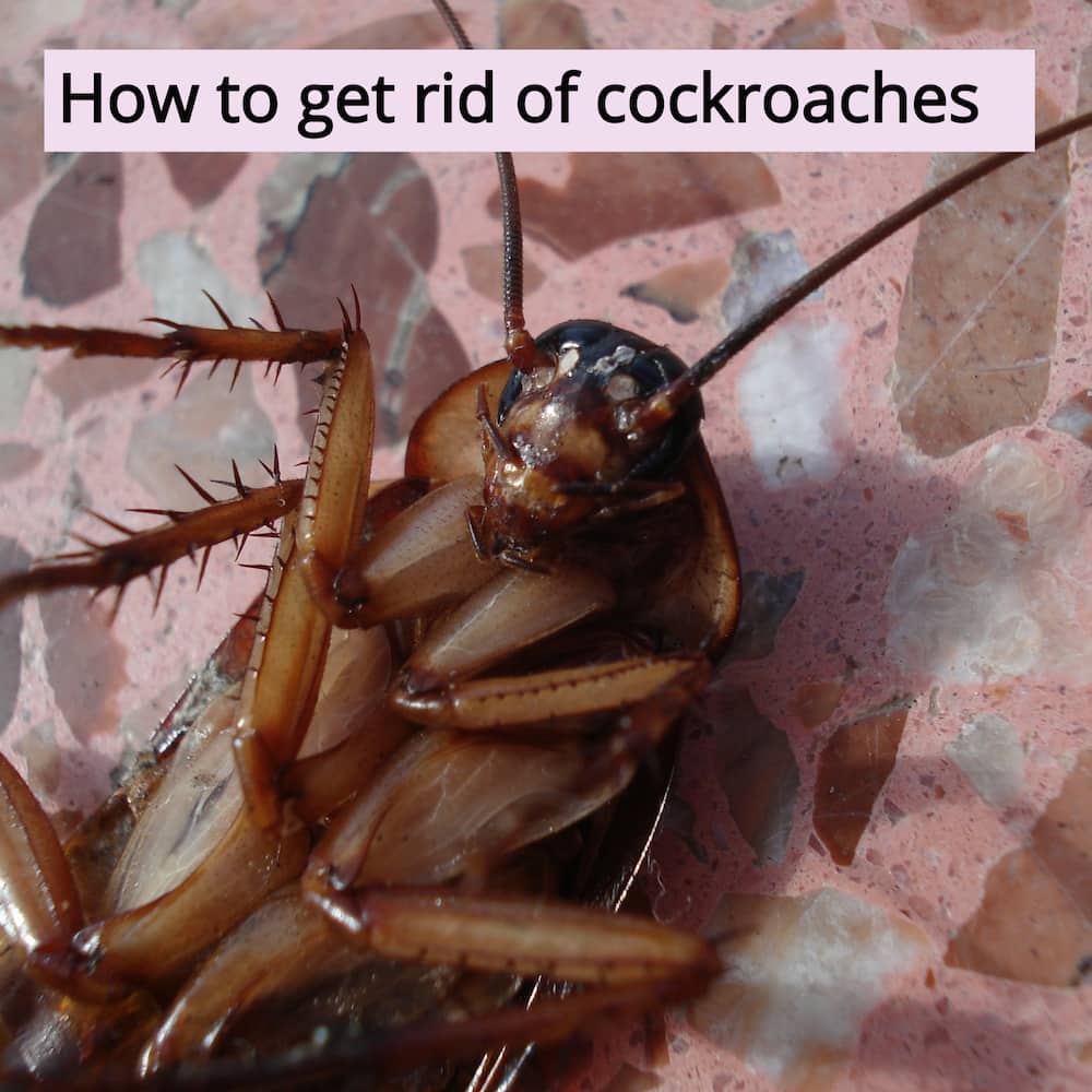 How to get rid of cockroaches at home How to get rid of cockroaches at home