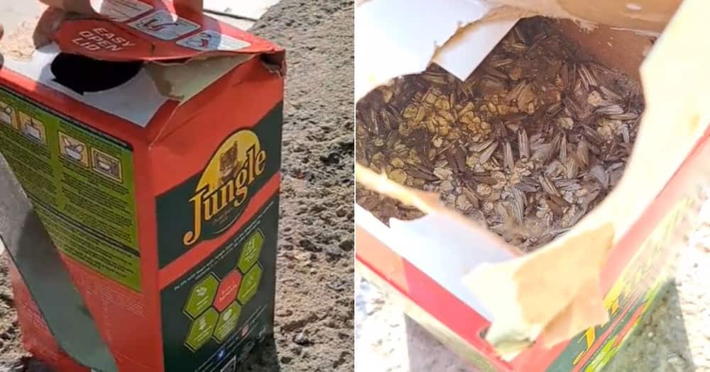 Woman opens Jungle Oats box to find insects