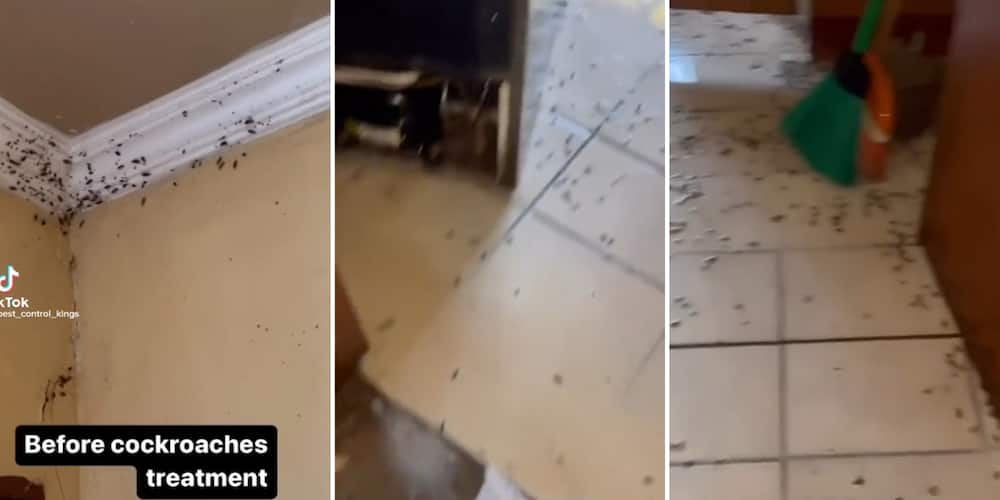 A video of house infested with cockroaches