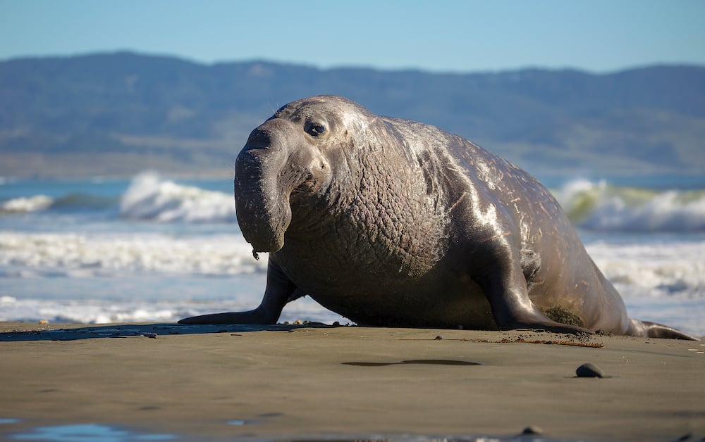 A northern bull (male) elephant seal makes his way ashore in Point Reyes National Seashore, California.