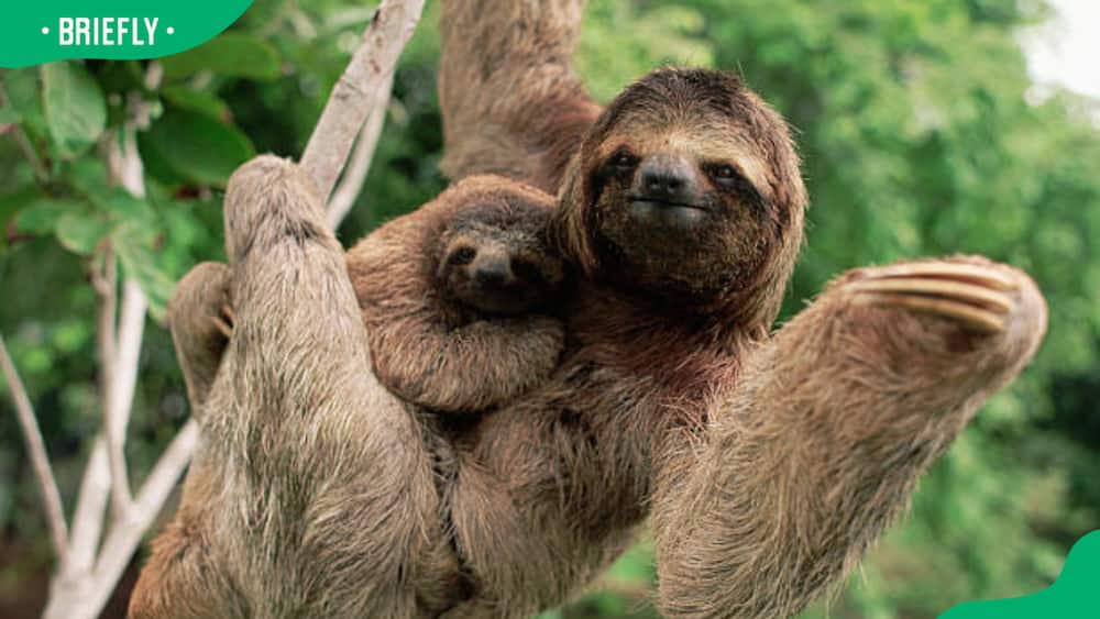 A three-toed tree sloth hangs on a branch