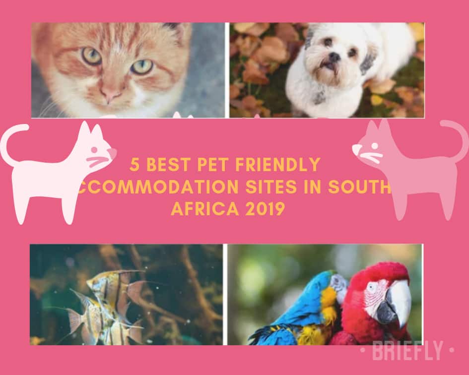 5 best pet friendly accommodation sites in South Africa 2019