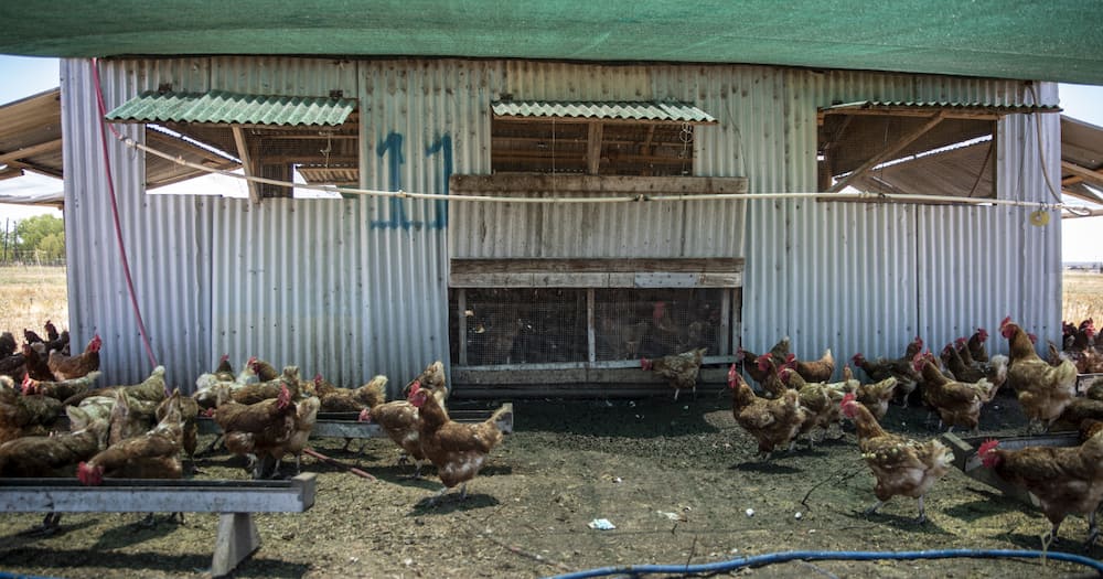 Chicken farms were looted during the July unrest in 2021