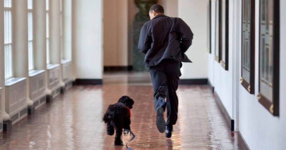Barack Obama, Family Mourn Death of Beloved Dog Bo: "lost a True Friend"