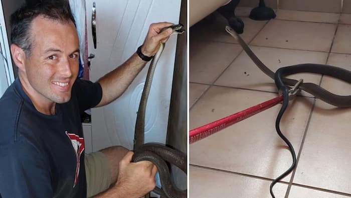 Nick Evans captures small yet feisty black mamba looking to cool down inside Durban home’s bathroom
