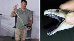 Nick Evans catches massive 2.3m black mamba in Durban hardware shop, owner grateful for successful rescue