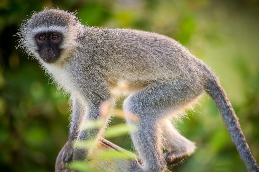 Vervet monkey at Kruger National Park in South Africa