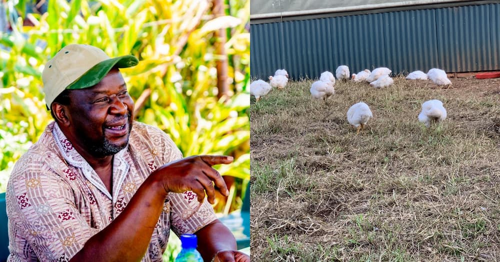 "Garlic with a Pinch of Chicken": Mzansi Reacts to Tito Mboweni's Farm