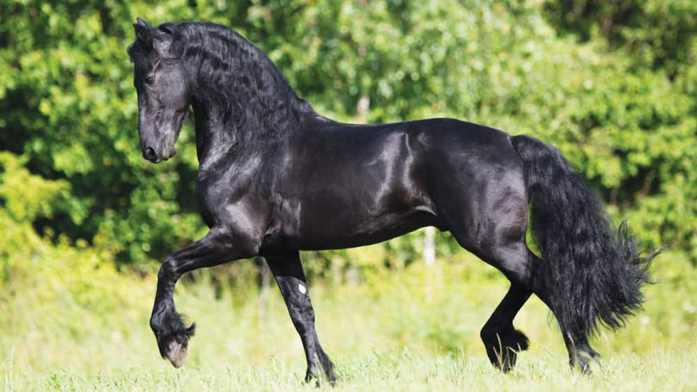 What is the most expensive horse in the world 2021?