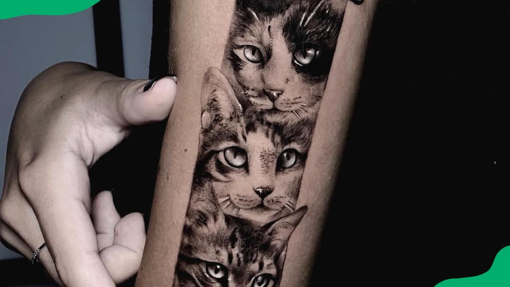 Tripple cat tattoo