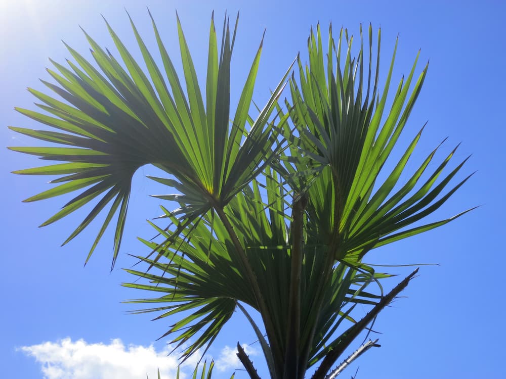 palm types