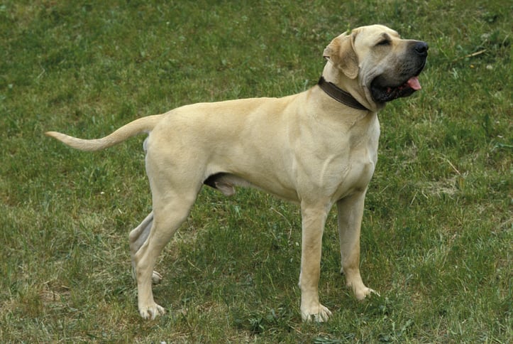 is the english mastiff legal in tunisia