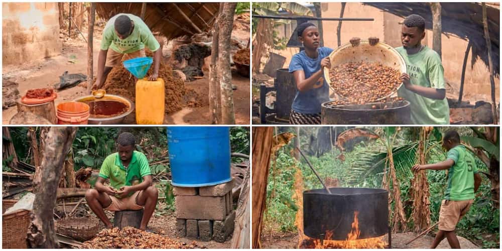 Viral photos of young Nigerian student who makes palm oil as a hustle inspires many people