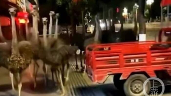 80 ostriches spotted running on streets after escaping from farm in China
