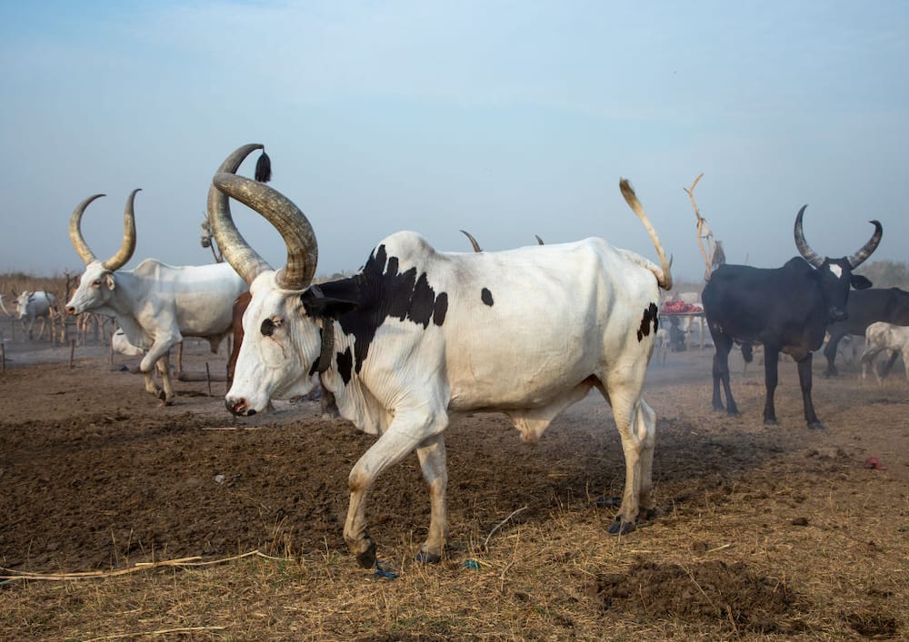 SA business world takes notice of money invested in expanding Ankole cattle breeding phenomenon