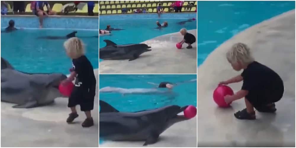 Heartwarming Video Shows Dolphin Playing Ball with Little Boy as They Share Happy Moment Together