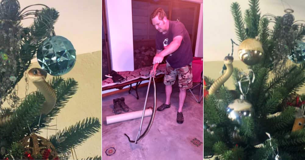 “Nice Xmas Decoration”: SA in Love With Snake Who’s Got All the Christmas Spirit
