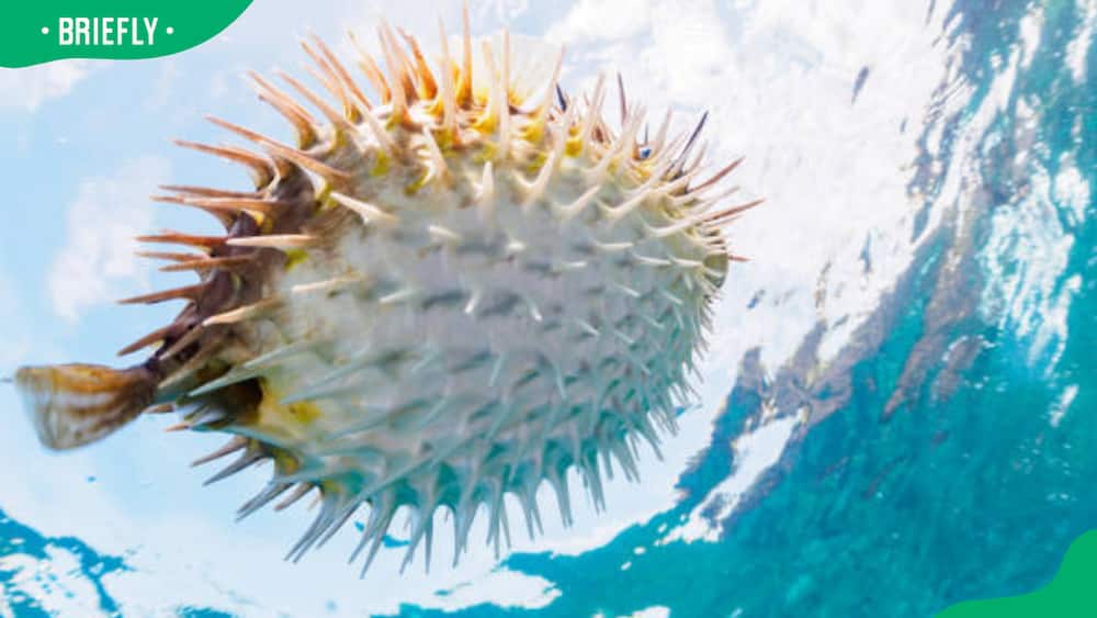 Sea urchin in deep sea