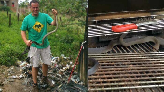 "Fix him a steak": Peeps joke about snake rescuer bagging mamba in gas braai
