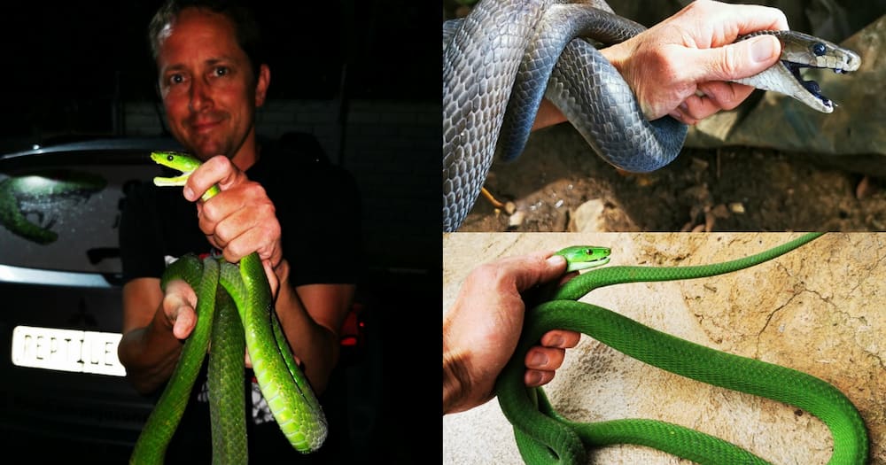 The Snake Man Bravely Makes 2 Mamba Catches in the Space of 10 Minutes