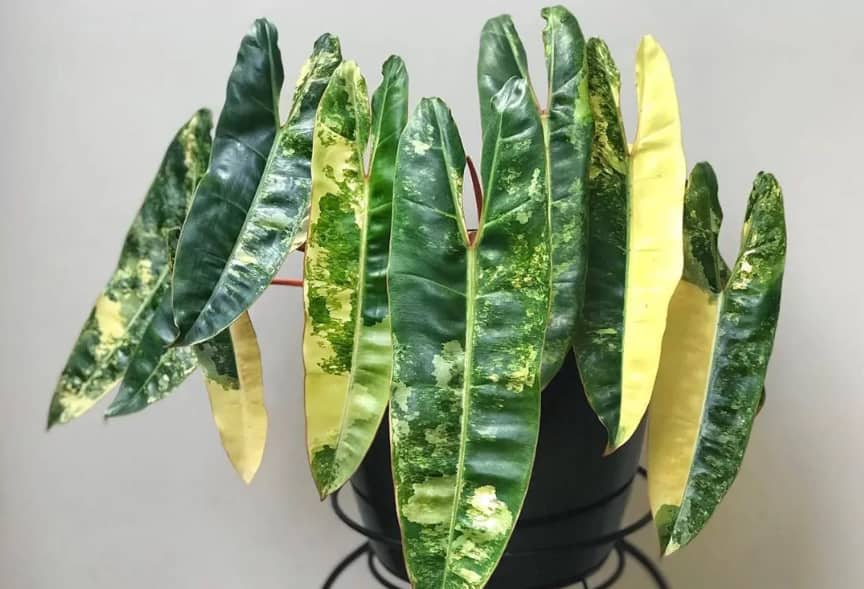 A Variegated Philodendron billietiae plant in a pot