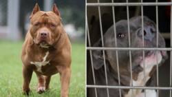 Pit bull Federation praises breed owners for handing over vicious dogs to SPCA, SA applauds