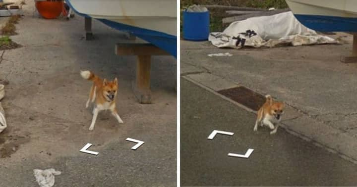 Playful Dog Chases Google Maps Street View Car for 15 Seconds of Fame ...