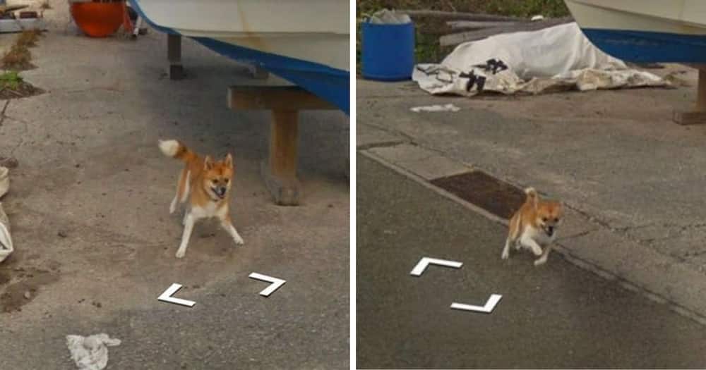 Playful Dog Chases Google Maps Street View Car Until It Cannot Anymore