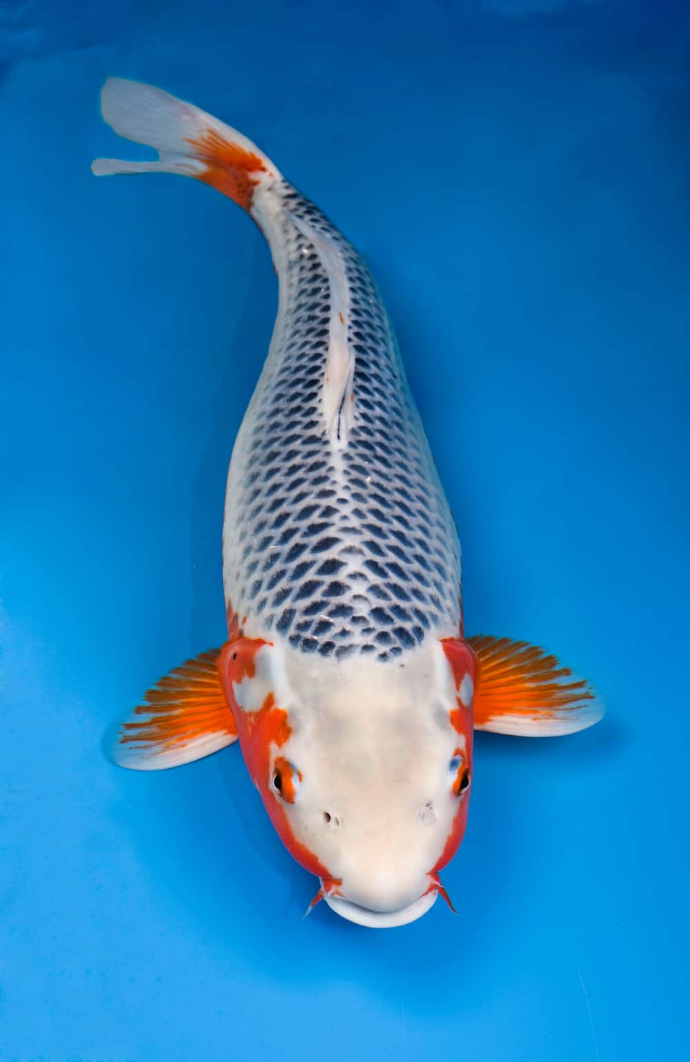 What is the most expensive koi fish in the world? Top 10 list (with images)  