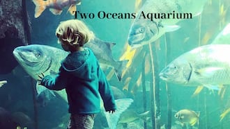 Two Oceans Aquarium Fees, Opening Hours, Parking, Photos