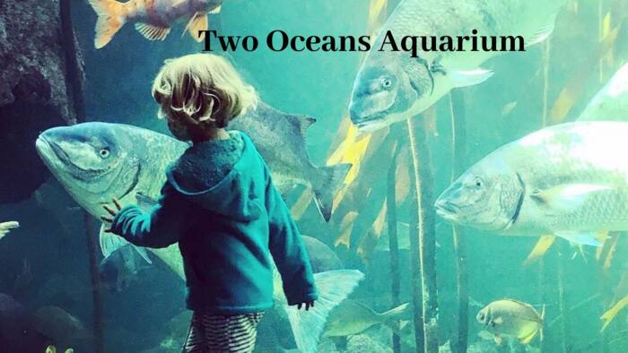 Two Oceans Aquarium fees, opening hours, parking, photos