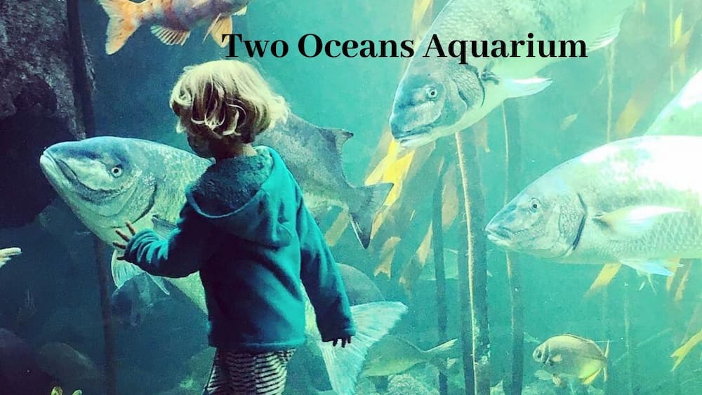 Two Oceans Aquarium